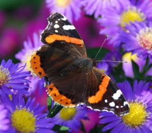 Brown Butterfly