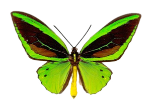 Green Butterfly