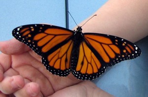 Monarch Butterfly